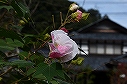 C[W01